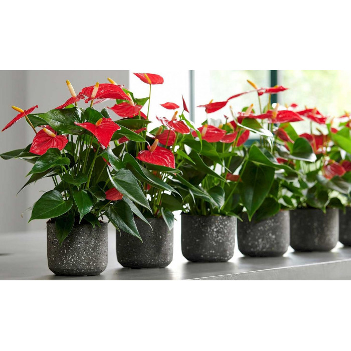 Антуриумы в Аксае