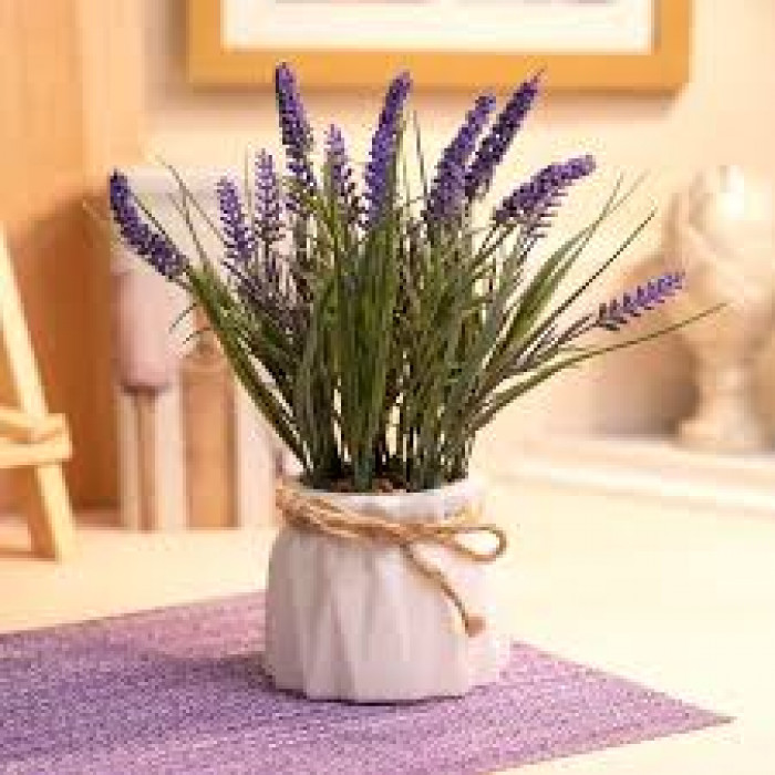 Лаванда в Аксае