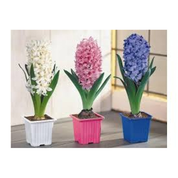 Гиацинты в Аксае