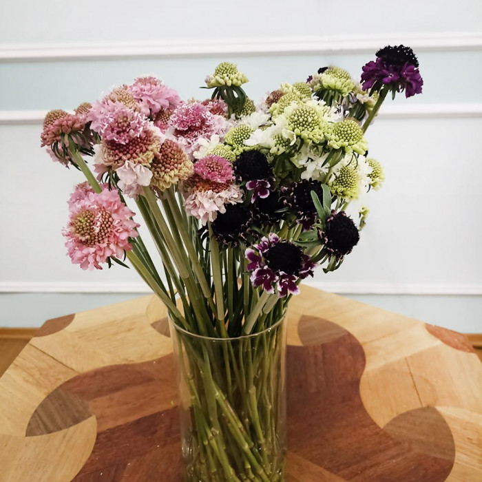 Скобиоза в Аксае