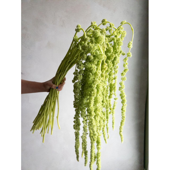 Амарантус в Аксае