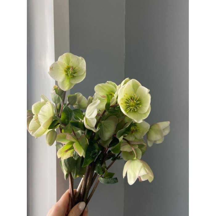 Хелеборус в Аксае