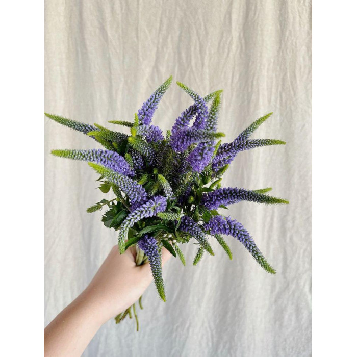 Вероника в Аксае