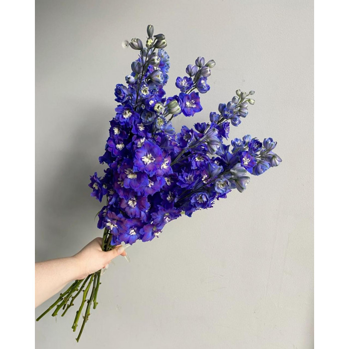 Делфиниум в Аксае