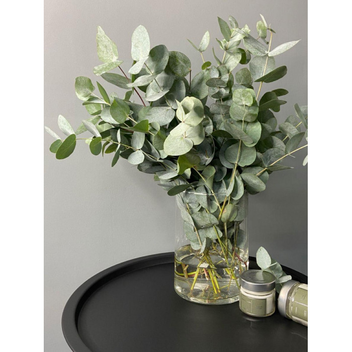 Эвкалипт в Аксае