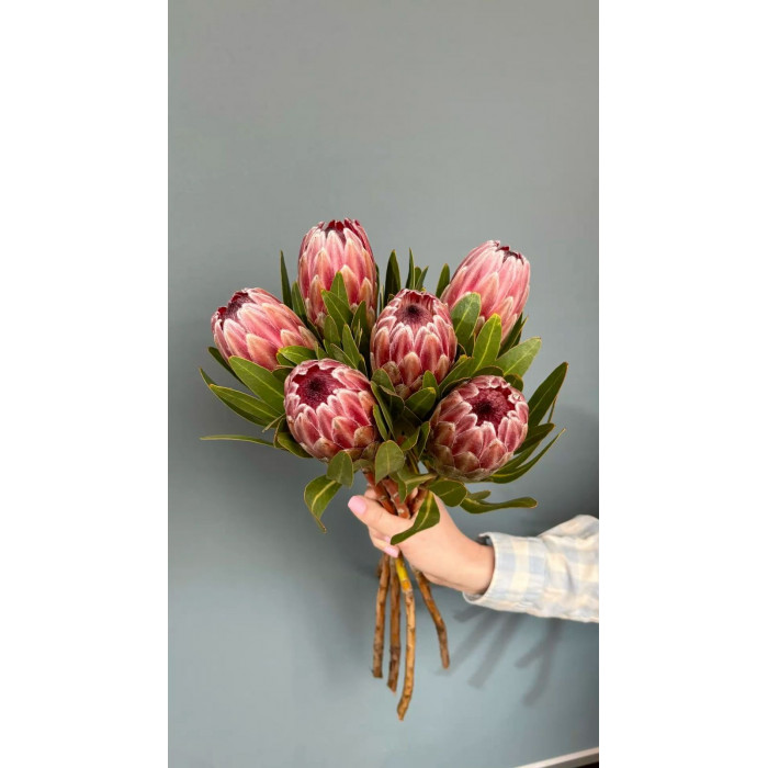 Протея в Аксае