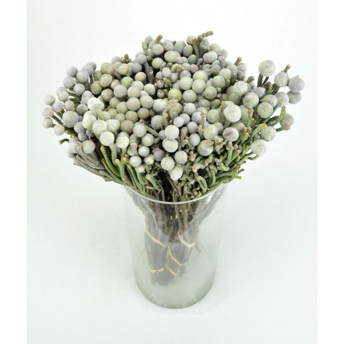 Бруния в Аксае