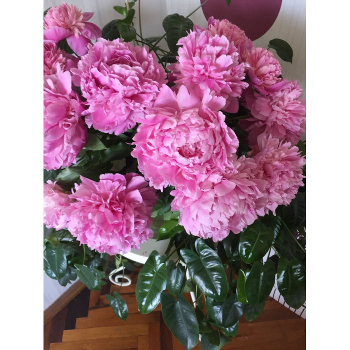 Пион древовидный в Аксае