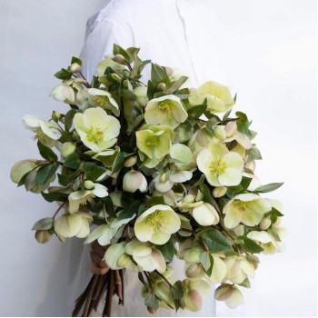 Букет из хелеборус