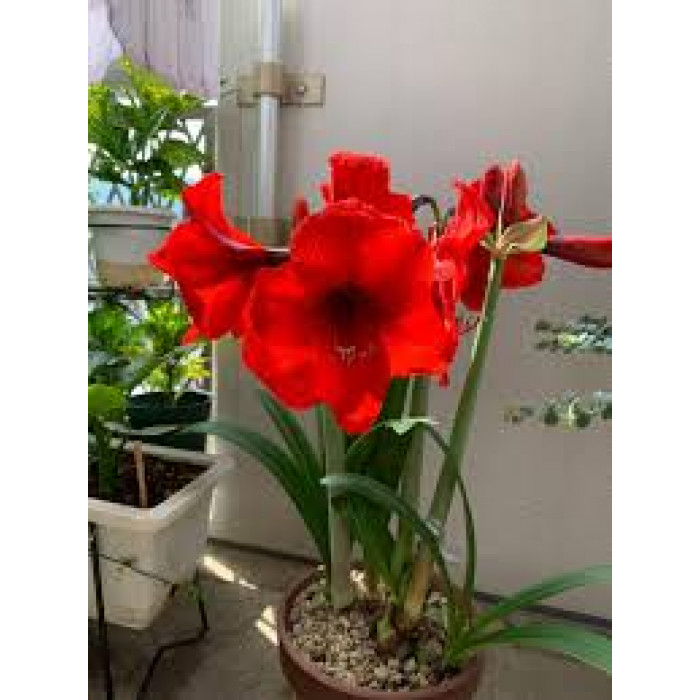 Амариллис в Аксае