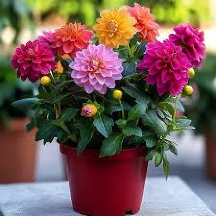 Георгины в Аксае