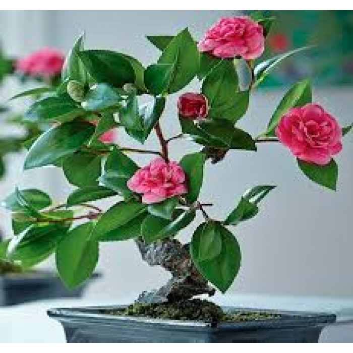 Камелия в Аксае