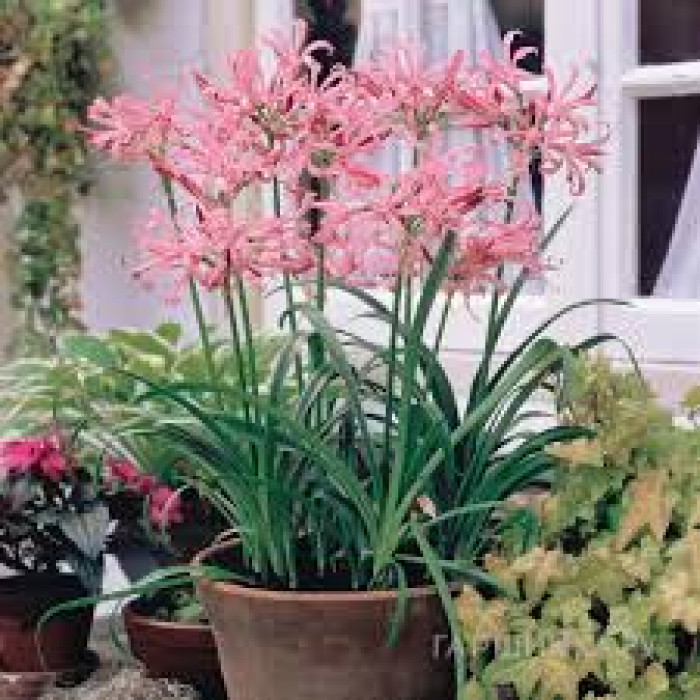 Нерине в Аксае