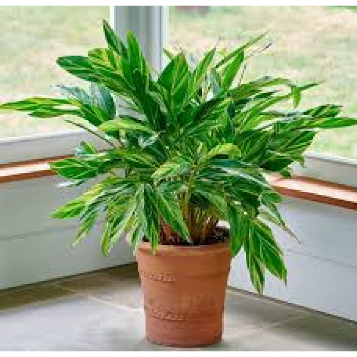 Альпиния в Аксае