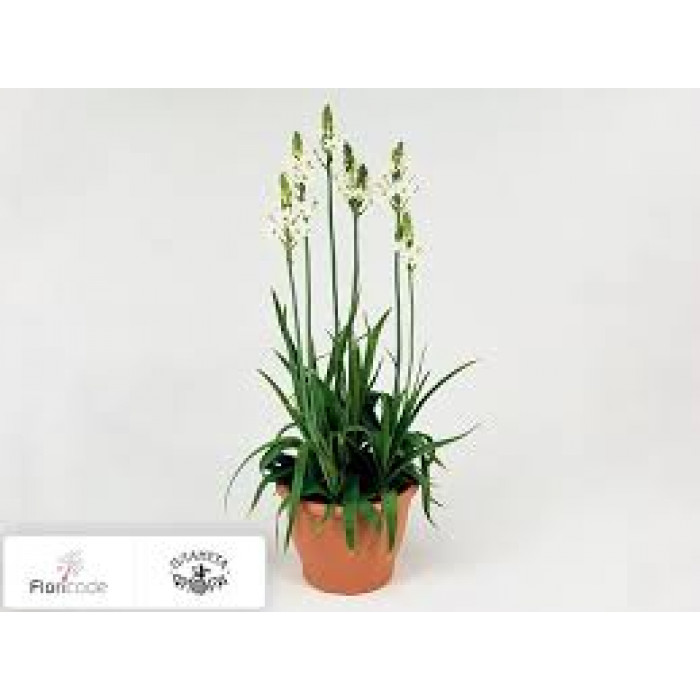 Орнитогалум в Аксае