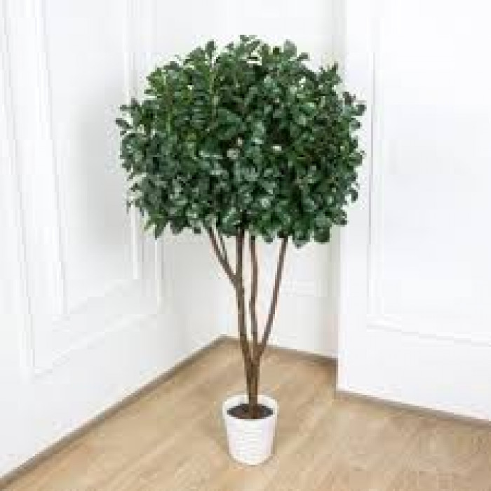 Рускус в Аксае